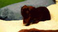 /album/imagens-gifs/c%c3%a3o-esperto-gif/